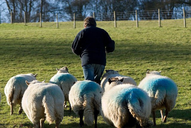 暴紅，關鍵在易受影響的跟隨羊