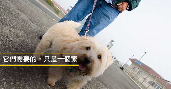 流浪狗英文怎麼說 Enercell