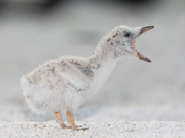 大嘴巴是災難的開始