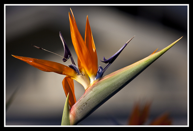 花，就算一小束，也是愛情！