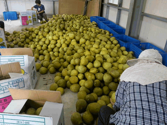 自然農法 讓土地更自由