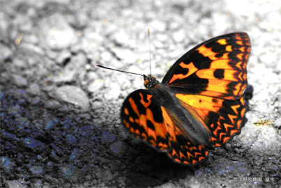 追尋生物的意義