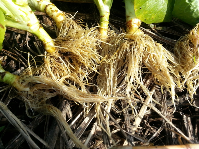 不分四季的「加工」蔬菜，怎麼吃？