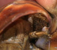 給我一條安全回家的路