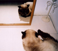 不要當一隻模仿的貓