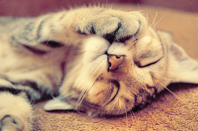 非「藥」不可？不靠藥物也可以一夜安眠！