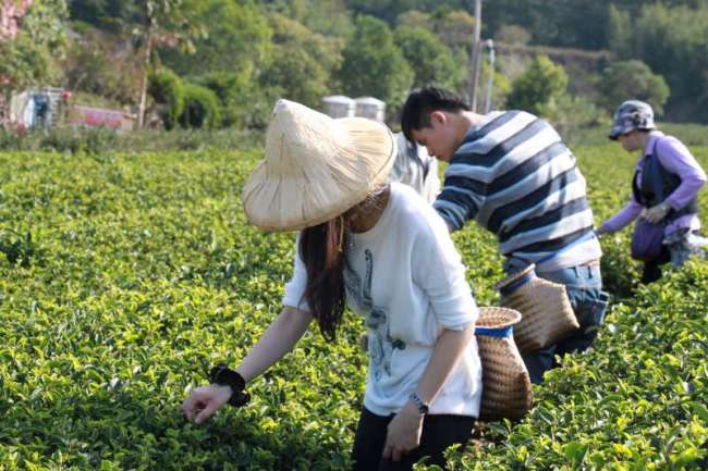 台灣人都要說得一口好茶