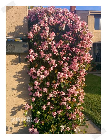 側寫我的喜劇母親