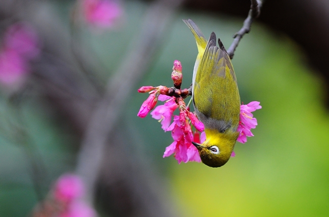 尋訪生活中的綠繡眼精靈！