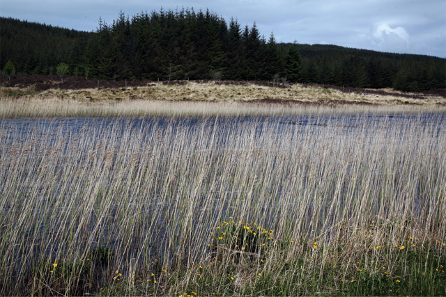 威士忌，粗獷男子的溫柔的心