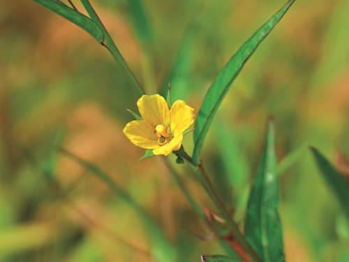 ０食物里程，從土地到餐桌