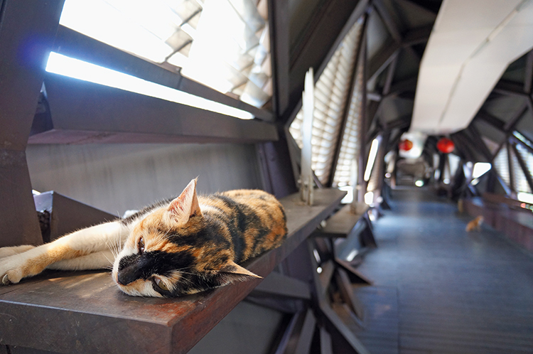 猴硐，與貓相約鄉野小站