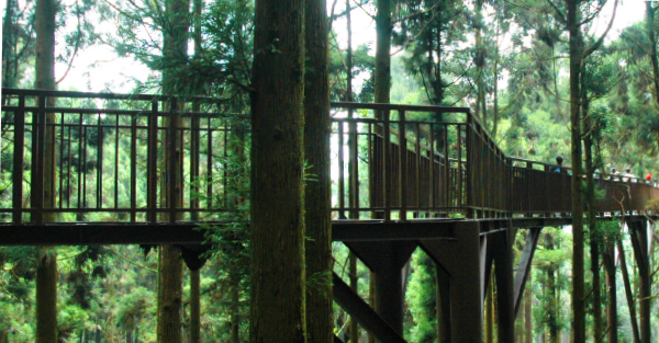 想要欣賞溪頭美景 你要爬得更高一點