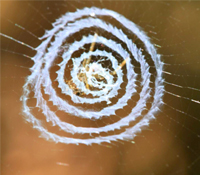 自然界中的爬格子高手