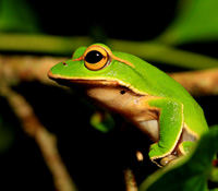 一個幸福的農場