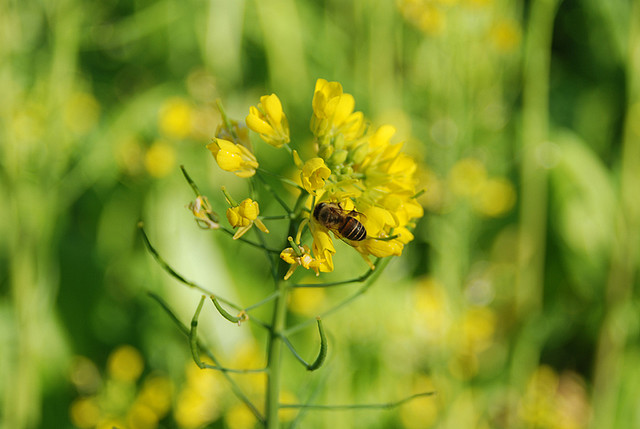 新春養身 中醫怎麼做？