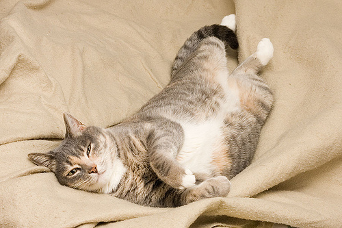 每天喊累卻變胖 小心是過勞警訊