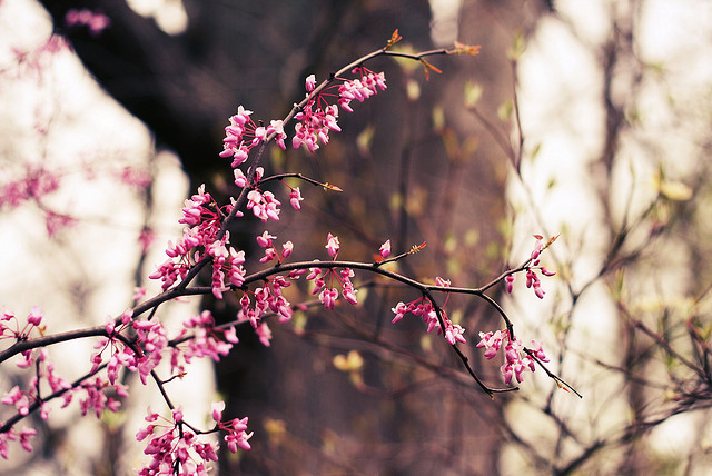 女人的一生與卵巢息息相關