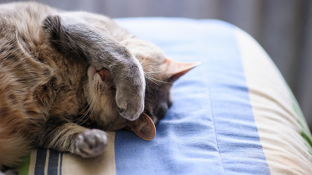 累又肥還失眠嗎？　小心身體正在發炎！