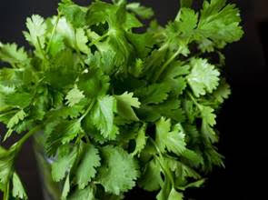 避免鉛水喝下肚 利用香菜淨化水質