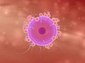 晚婚當道 年輕女性凍卵想當媽