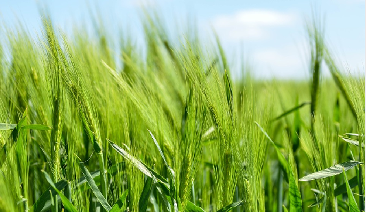 掌握6指標 益生菌聰明選 