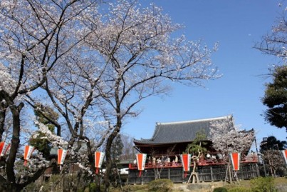 日本東京櫻花季─不期的偶遇、意外的驚喜