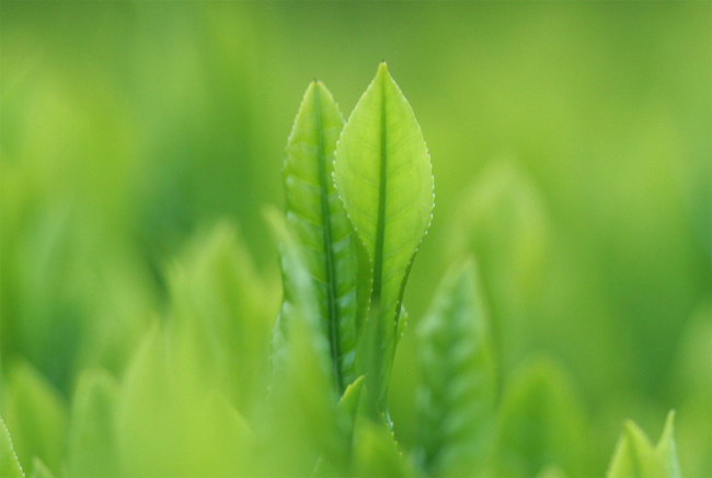 一手玉堂春，沾染茶的芬芳！