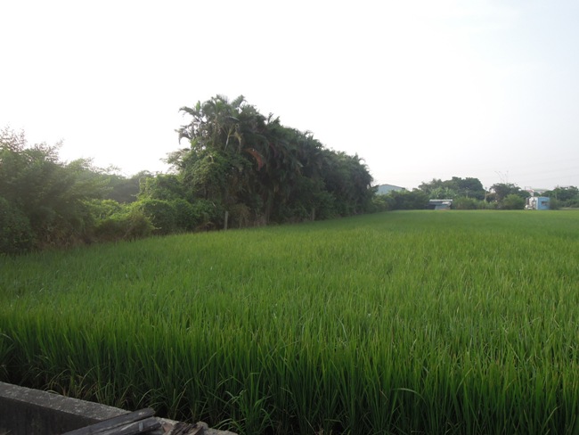 作一個【諸羅紀農場】的夢