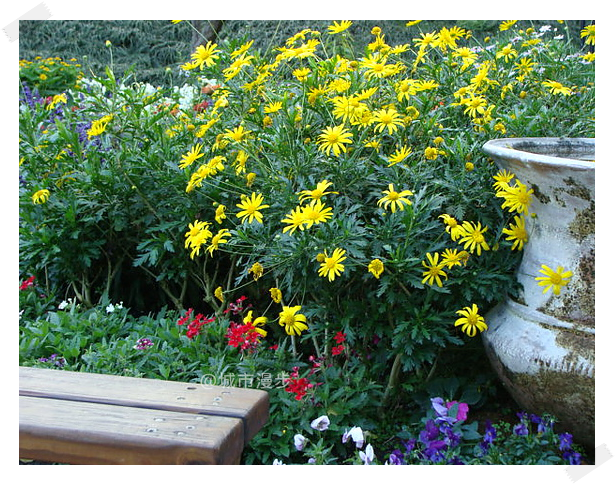 大提琴的和平之歌