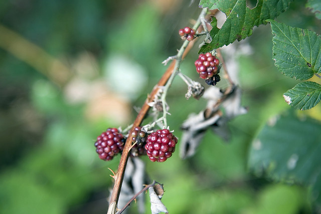 很久以前，桑葚不是深紅色的，而是像雪那麼白
