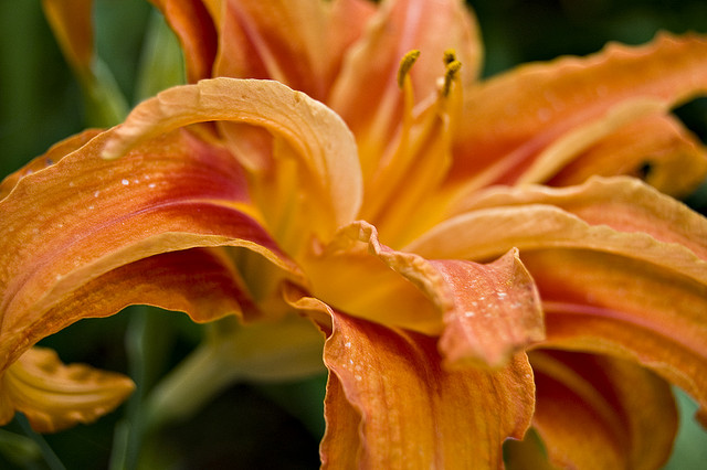 眾聲喧嘩 學運世代的悲喜劇