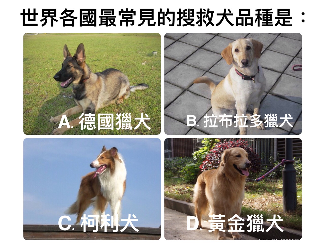 地震小測驗，請問，世界各國最常見的搜救犬品種是？