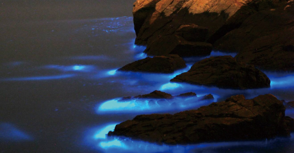 用4G體驗驚奇藍眼淚