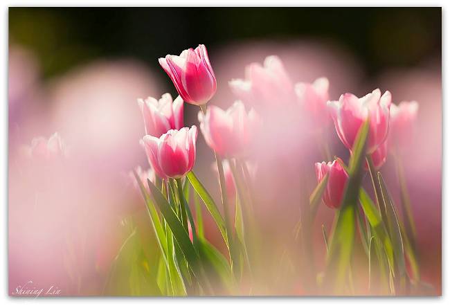 找尋心裡的浪漫