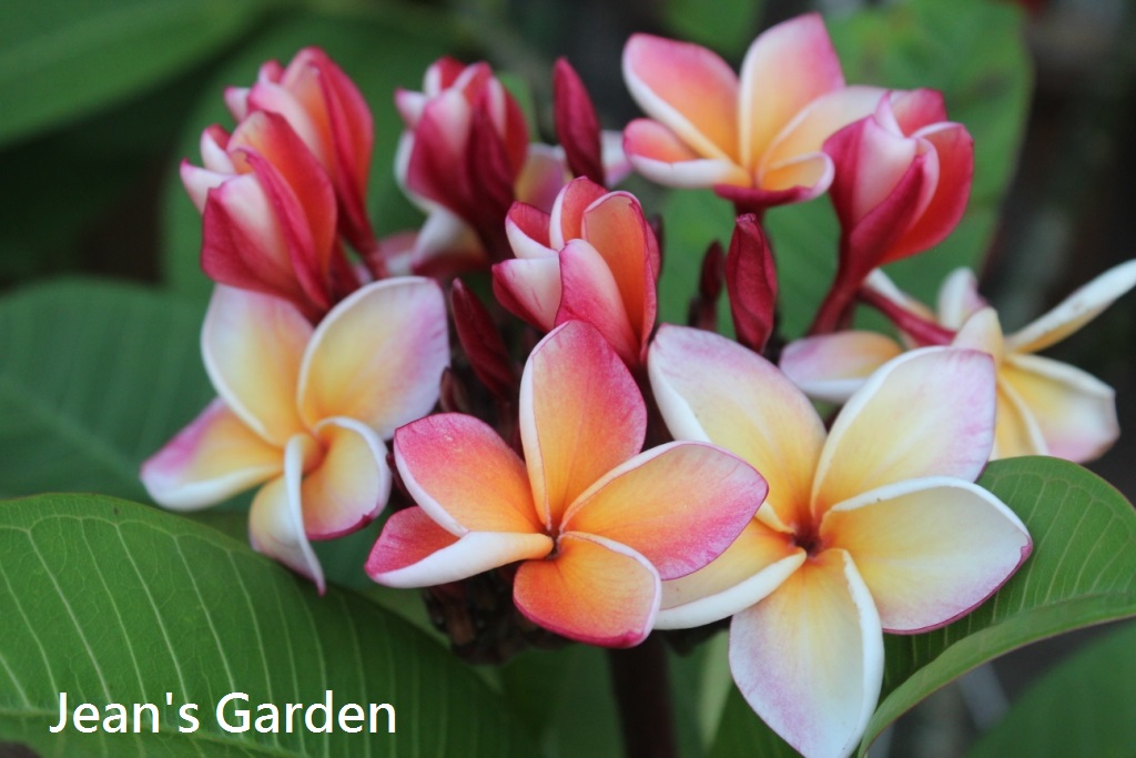 先當「黑手」 才能樂享「綠手指」