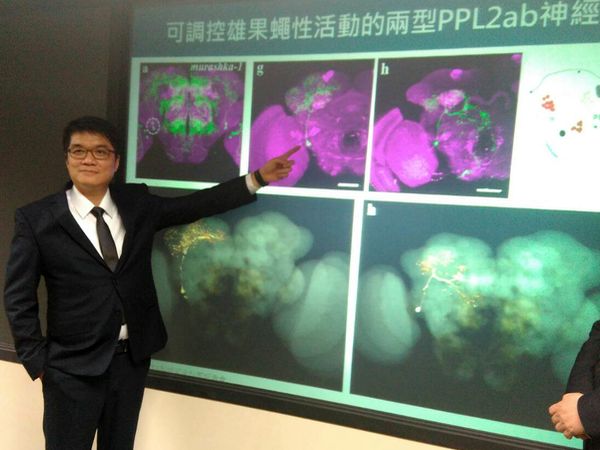 老年性慾回春　關鍵神經找到了