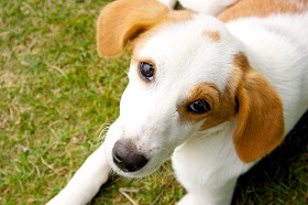 「單純的付出就是一種療癒」 治療犬讓病人重拾笑顏