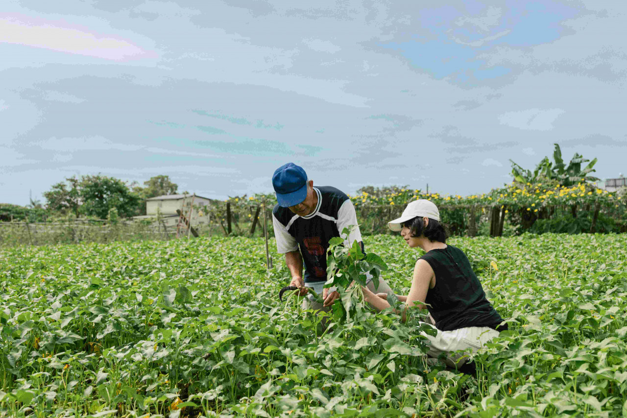 知本老爺酒店推出「金牌紅烏龍茶園晨間手作採茶」