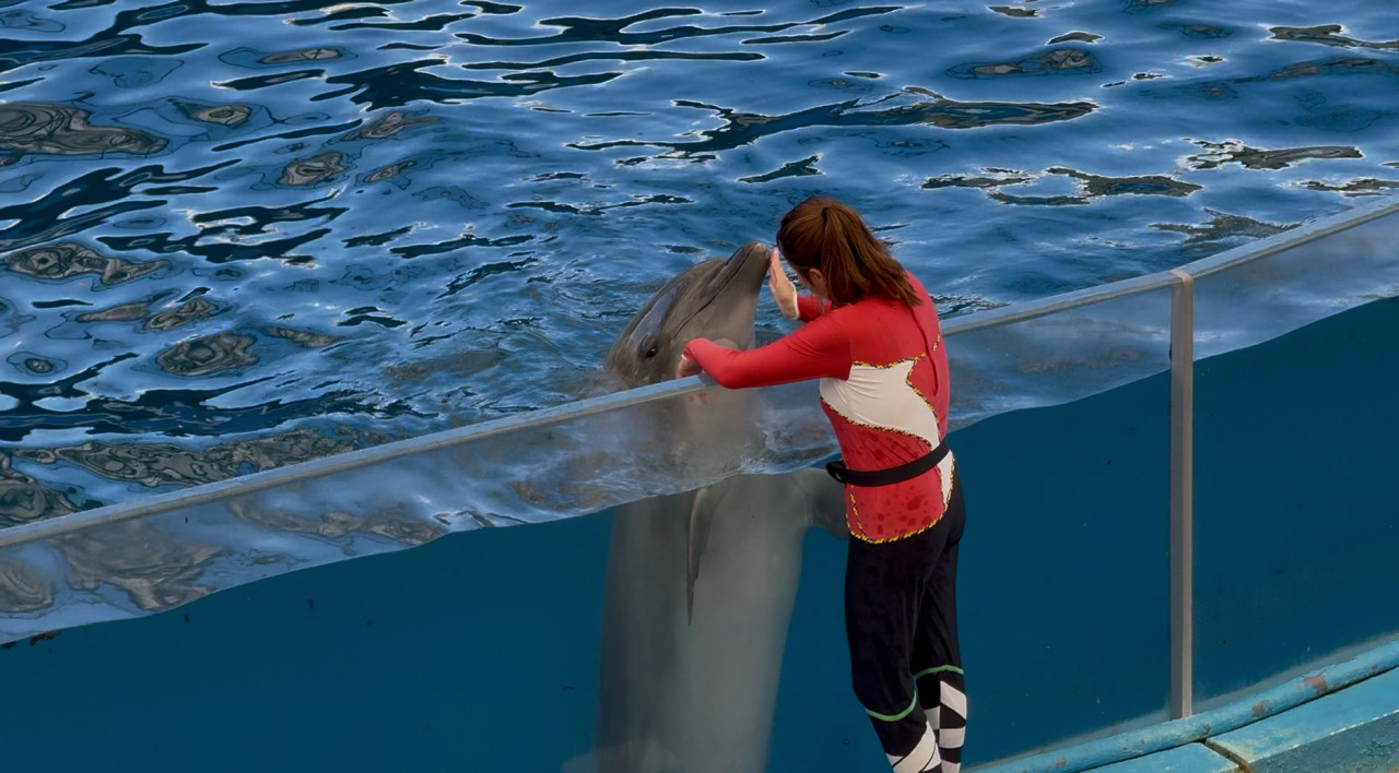 遠雄海洋公園,票價，海豚
