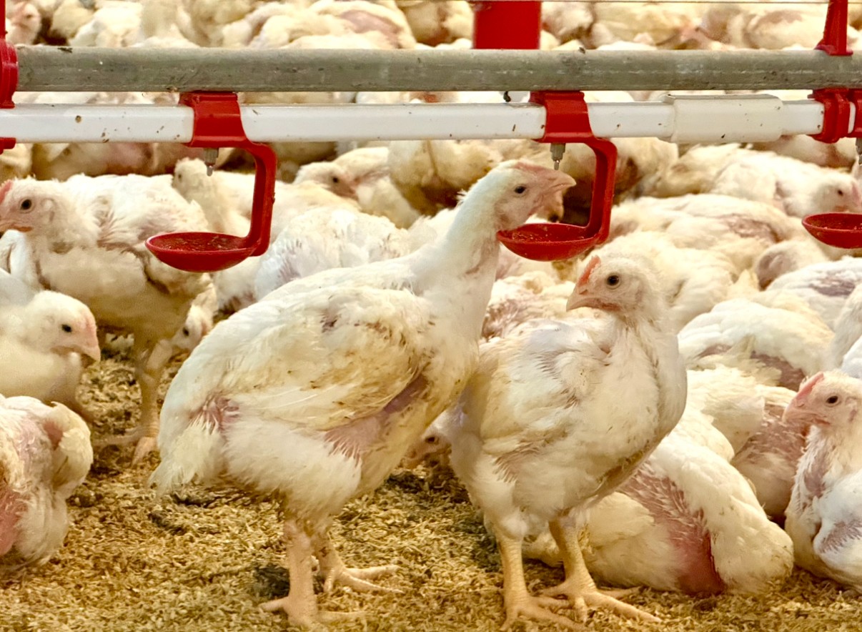 大成,益活雞,不用抗生素