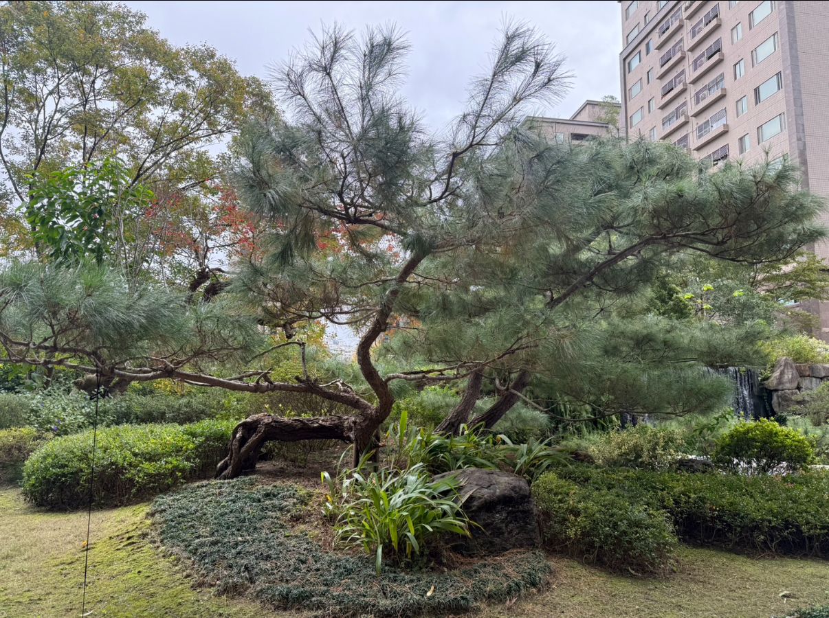 陶朱隱園，庭園，黑松