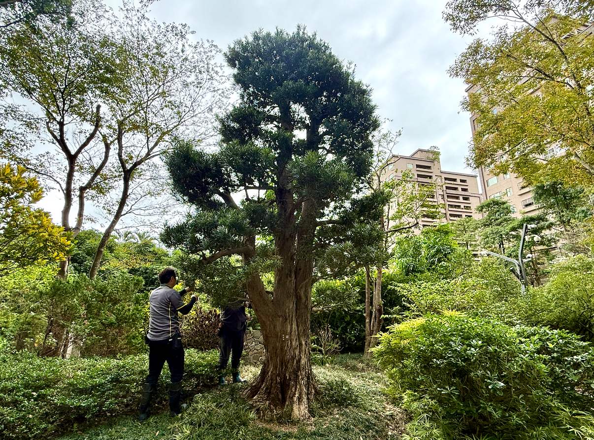 陶朱隱園，羅漢松