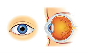 「視神經萎縮」靠眼針療法！安全性高、治癒力佳