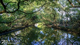 台南四草綠色隧道》不出國，也能搭船暢遊「亞馬遜森林」