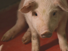 「黃金」變綠金！養豬兼賣電 每年多賺一百萬