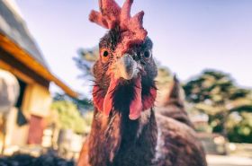  矽谷新貴的最新樂趣：不是吃雞，而是養雞