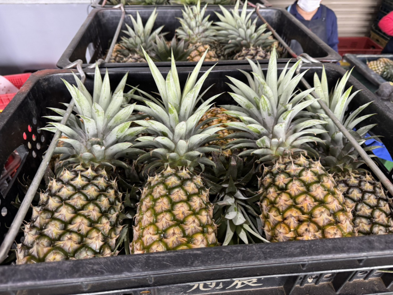 北農1500箱金鑽鳳梨進攻日本！台灣鳳梨去年輸日超過1.9萬公噸，日本成為最大出口市場