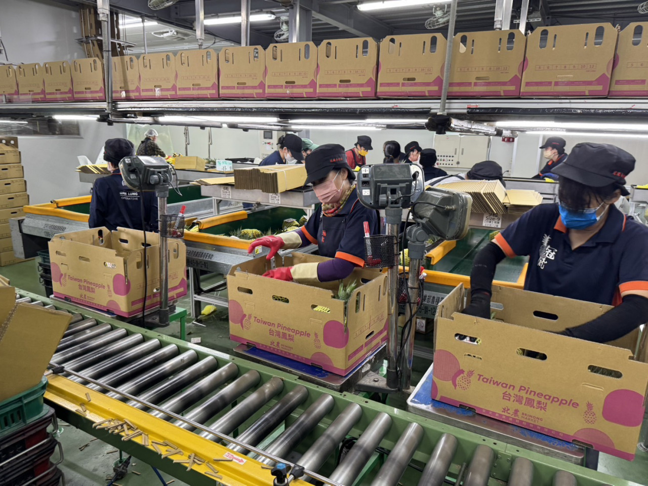 台北農產運銷公司本月出口南台灣的金鑽鳳梨至日本