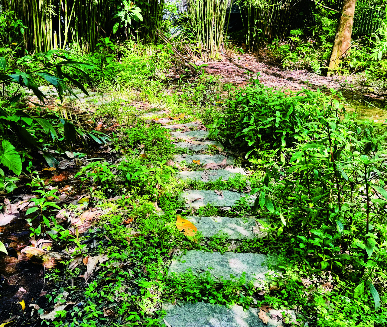 兼具休憩與生態功能的步道